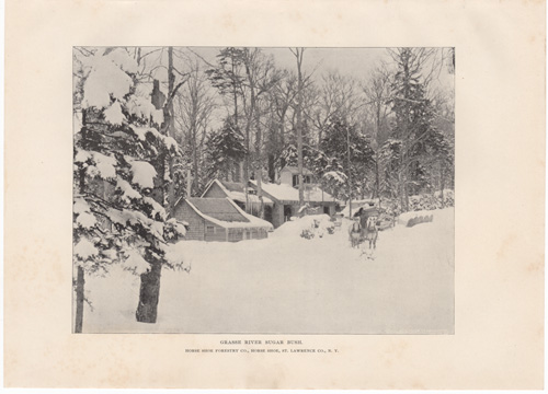 Grasse River Sugar Bush. Horse Shoe Forestry Co., Horse Shoe, St. Lawrence Co., N.Y.